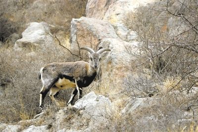 <p>　　岩羊在山间觅食。			　　　　本报记者　王猛　摄</p>