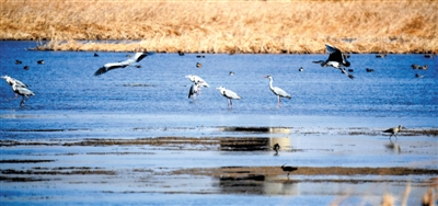 <p>　　湖城银川的湿地资源成为候鸟们栖息的天堂。</p>