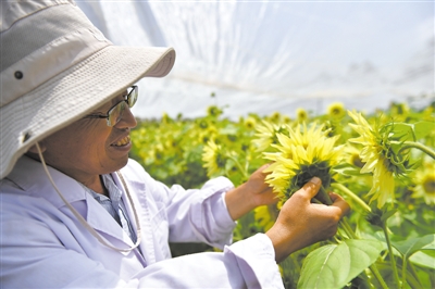 <p>　　研究员正在给新培育的观赏向日葵进行人工授粉。本报记者　王鼎　摄　</p>