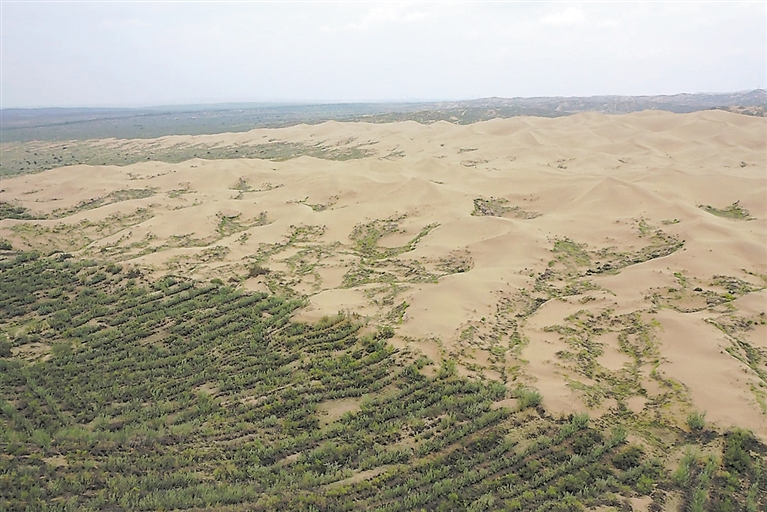 植绿固沙锁黄龙