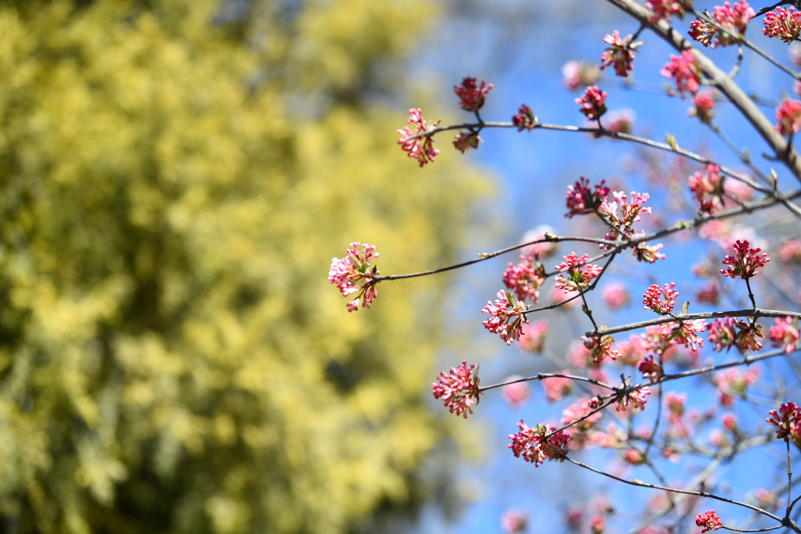 春花烂漫挂枝头