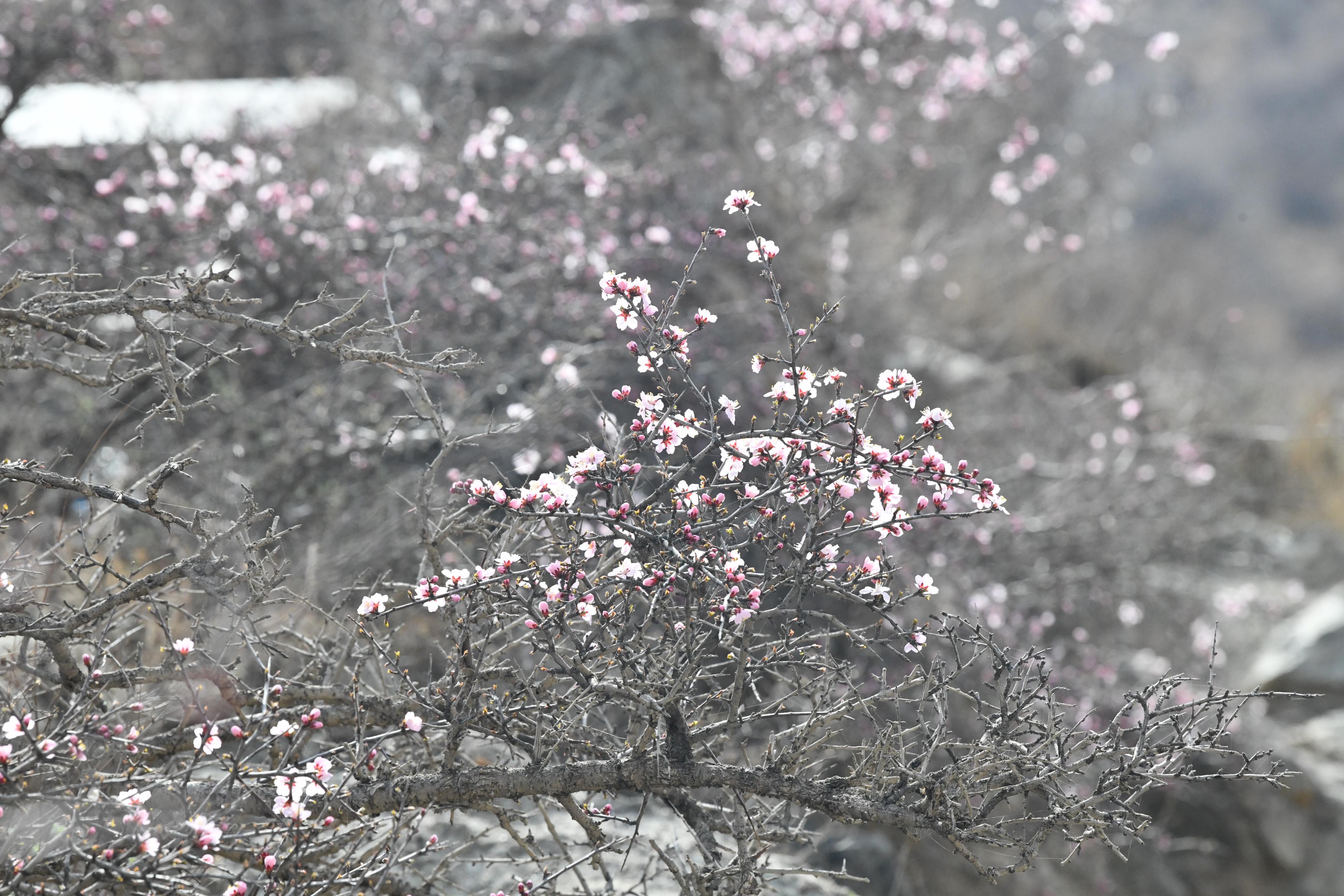 DSC_7077_爱奇艺.jpg