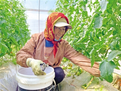 <p>　　村民周彩萍在园区采摘水果番茄，每天收入100元。</p>