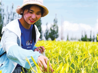 盛夏7月，吴忠市盐池县、红寺堡区进入黄花菜采摘季节，两地分别于7月10日、11日举办活动庆丰收。图为7月10日盐池县活动现场，慕名前来的群众采摘黄花菜。　　　本报记者  黄英   祁国昌  摄影报道