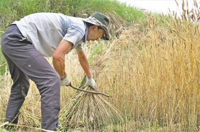 <p>　　原州区张易镇贺套村村民在收割小麦。</p>