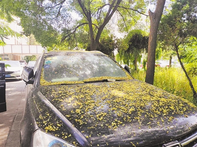 <p>　　停放槐树下的汽车上落满了槐花。</p>