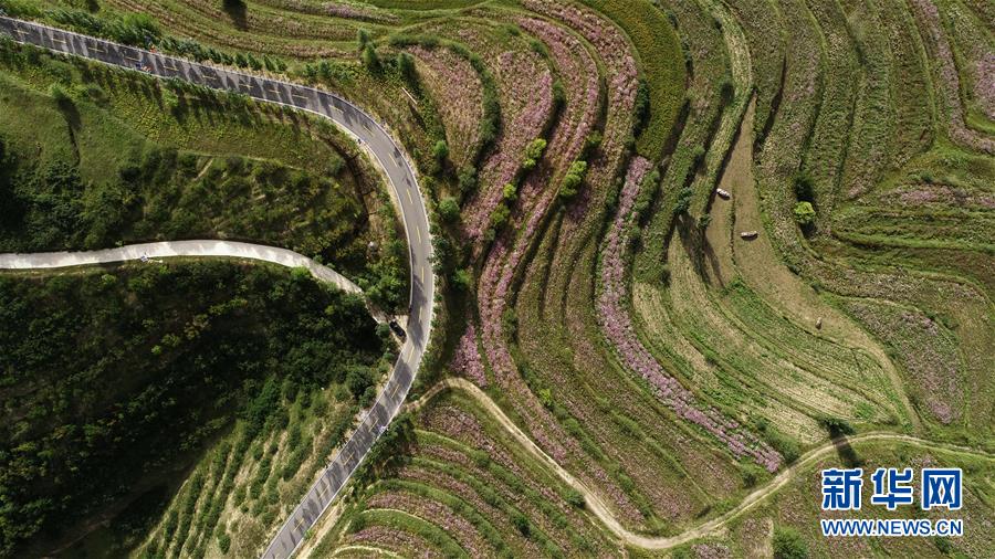 （环境）（5）宁夏西吉：林草产业绘就五彩旱塬
