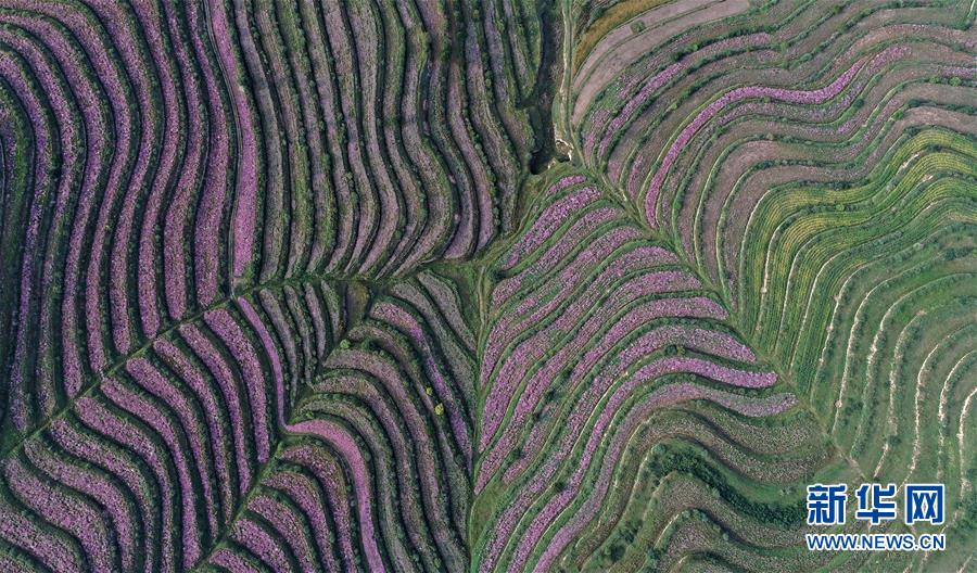 （环境）（8）宁夏西吉：林草产业绘就五彩旱塬