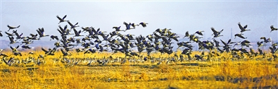 <p>　　鸟类是惠农区各处黄河湿地上最美的精灵。</p>