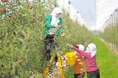 <p>　　黄铎堡苹果种植基地的工人在采摘苹果。</p>