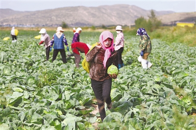 <p>　　规模化蔬菜种植为村民提供了务工岗位。</p>
