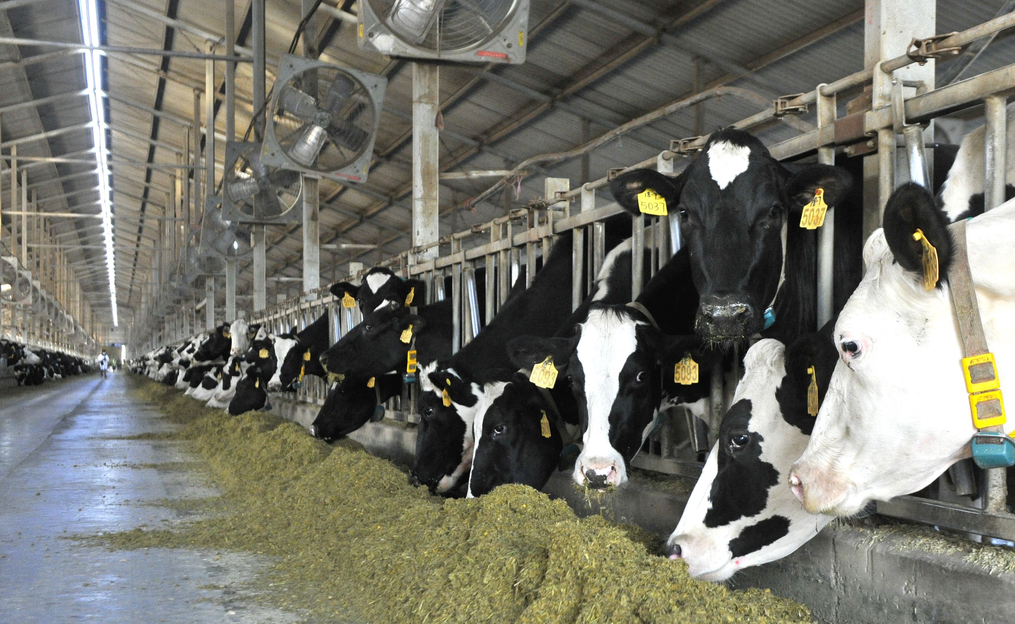 贺兰山下兴旺的奶牛产业