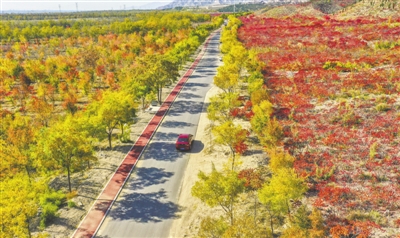 <p>北武当生态旅游区漫山遍野的红叶。</p>