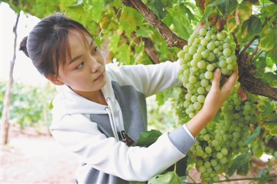 <p>青铜峡先锋大青葡萄基地游客在采摘葡萄。当地以“专业合作社+农户”的生产经营管理模式，成立葡萄种植专业合作社，助力群众增收致富。</p>