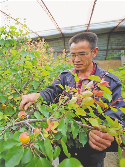 <p>彭阳县红河镇友联村马河设施园区，果农在认真打理温棚红梅杏。目前，彭阳红梅杏栽种总面积达到8万亩，株株杏树“点绿成金”富农家。</p>