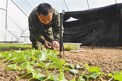 <p>12月28日，宁夏天泽晟达农业科技有限公司育种基地的温棚里，技术员将叶片有序插进培养床的沙土中。</p>