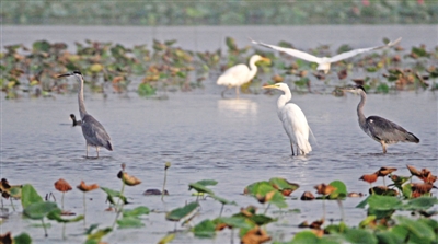 <p>银川湿地保护与生态修复协调推进，银川成为鸟的乐园。</p>