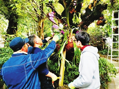 花博园四季馆内，工作人员忙着对花草树木进行装扮。本报记者　樊卓妮　摄