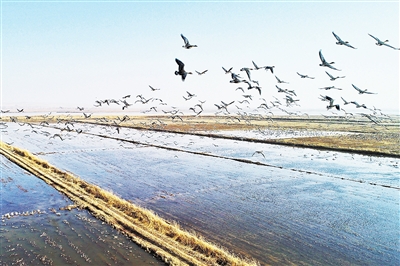 3月14日，在黄河平罗段，数千只灰鹤、大雁、白琵鹭等候鸟，在黄河水域翱翔。随着气温回升，候鸟逐渐北归，黄河流域经过多年治理，呈现出万鸟观河景象。本报记者  季正  摄