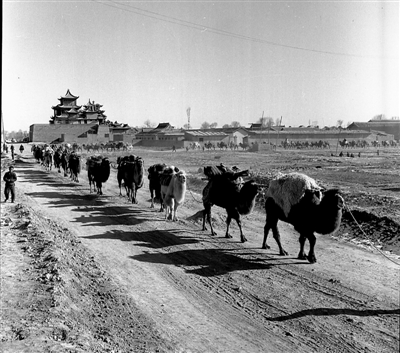 <p>　　1963年12月，在中卫高庙前，骆驼队陆续出发了。中卫城关公社雍楼、高庙两个大队利用冬闲时间，组成骆驼队搞运输，增加集体副业收入。　朱康洛　摄</p>