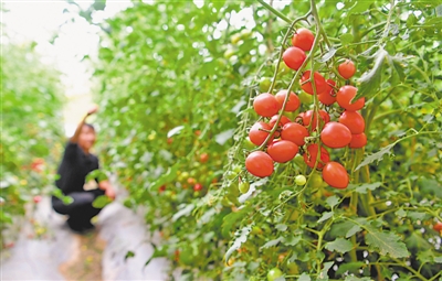<p>　　新鲜水果蔬菜供游客采摘。五渡桥村从事温棚种植的农户410户，优势产业覆盖率达75%以上。</p>