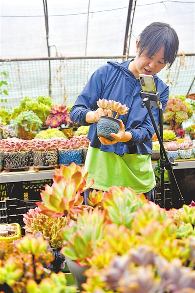 <p>　　银川市兴庆区掌政镇五渡桥村六队多肉种植基地，种植户在直播带货。</p>