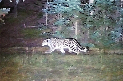     今年9月22日放归贺兰山的雪豹。资料图片