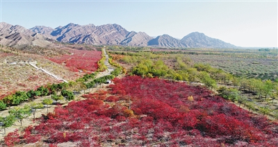 <p>　　每逢秋季，十里红叶宛若火焰，将贺兰山装扮得绚烂多彩。</p>