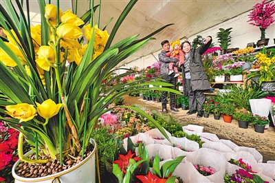 <p>　　1月25日，银川市西夏区阳光花坊内姹紫嫣红，市民们正在选购年宵花。农历新春的脚步日益临近，市民们纷纷来到花市，迫不及待地要把新春的生机带回家。　　　　　　　　　　　　　　　　　本报记者　马楠　摄</p>