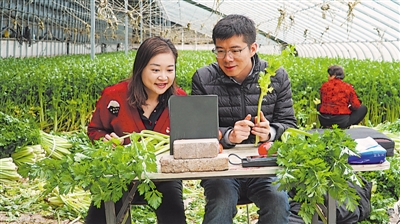 <p>　　蔡璐（左一）和阮海波在直播销售芹菜。</p>