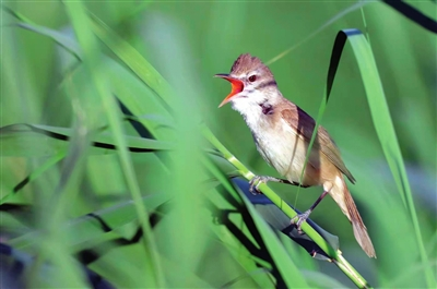 在银川海宝公园，你见到东方大苇莺了吗？