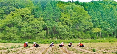 <p>六盘山林场育苗基地。</p>