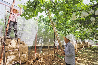 <p>⑤　白寺滩村村民为即将成熟的葡萄搭上防护墙。</p>