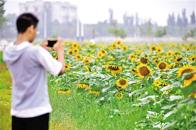 <p>　　向日葵吸引了不少市民的镜头。</p>