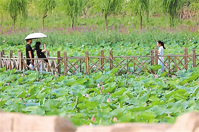 <p>荷花池间，游客在木桥栈道留下美好生活瞬间。</p>