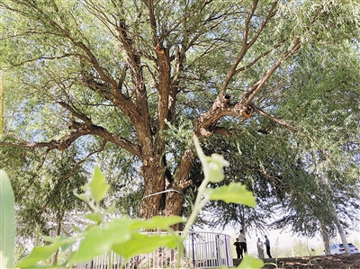 <p>　　　　110岁的旱柳脚下，新生的植物。按照“治疗方案”，项目人员将持续改良周围土壤结构，加强抚育管护。</p>