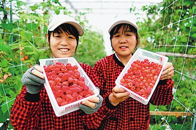 <p>　　　　贺兰县洪广镇欣荣村红树莓种植基地，村民展示红树莓。该基地以“冷库+智能温室+大田”鲜食红树莓全季节供应的生产模式，采用水肥一体化与无土栽培相结合的种植方式，通过控制红树莓生长过程中光照、温度、湿度等环境因素，实现鲜食红树莓365天不间断供应。</p><p>　　　　本报记者　马楠　摄</p>