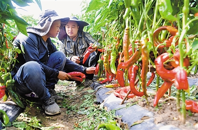 <p>来自全国各地的客商在平罗县考察、挑选良种。</p>