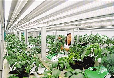 <p>宁夏泰金种业股份有限公司的“智能化植物工厂”内，不同编号的辣椒在三色光源照射下进入结果期。</p>