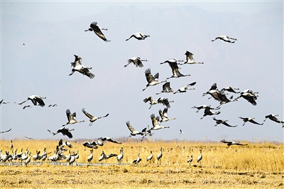 石嘴山市惠农区万亩稻田收割后，总会迎来第一批客人——国家二级保护动物灰鹤。