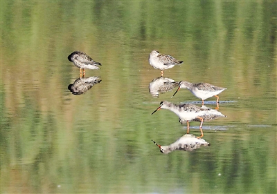     银川湿地中，鹤鹬三三两两在水中觅食。