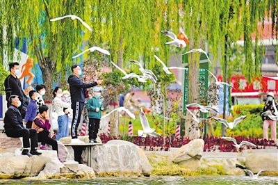 10月5日，银川海宝公园，市民与红嘴鸥和谐共处。连续阴雨、降温过后，在柔和秋风的轻拂下，北塔湖水面微波荡漾，湖城银川的“荣誉市民”——红嘴鸥，像从前一样，如约而至，或静静地浮在水面上休息，或上下翻飞，自由翱翔。