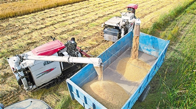     种植户抢抓晴好天气收割水稻，确保颗粒归仓。