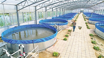     永宁县杨和镇南北全村工厂化循环水养殖基地。