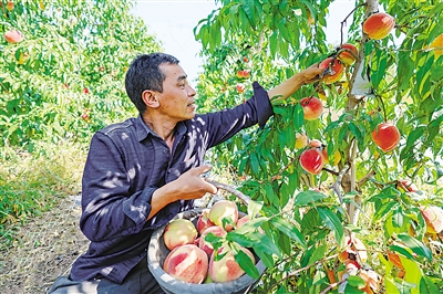     银川市金凤区良田镇园子村设施温棚园区，村民在采摘“国庆红”蜜桃。