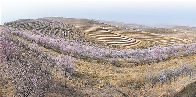     4月13日，绵延的花海把山间装扮得绚丽多姿，勾画出一幅美丽的春日画卷。