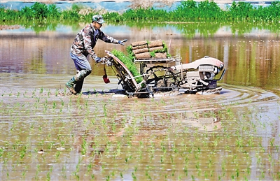 5月22日，贺兰县立岗镇永兴村，农户使用插秧机在田间作业。今年贺兰县计划种植水稻6.85万亩。              本报记者 马楠 摄