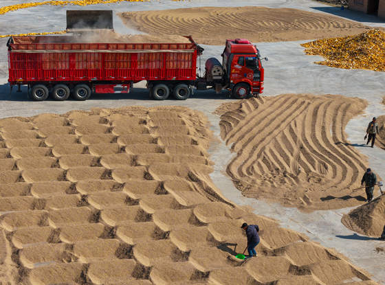 平罗县前进农场迎来秋日农忙