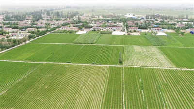 <p>　　绿油油的黄花菜地就在村头，大坝村4000多亩耕地及庭院经济全部种植黄花菜。</p>