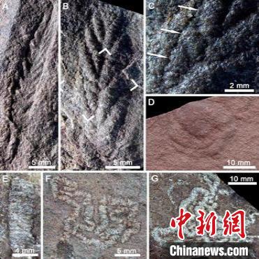 科研人员在青藏地区发现埃迪卡拉生物群化石